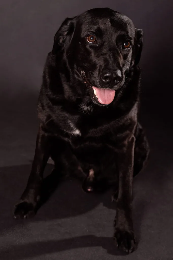 Kratos Helbling - Bewachung